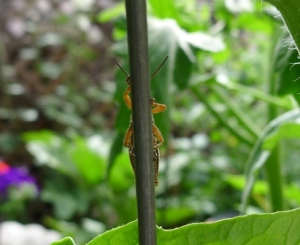 Grasshopper hiding