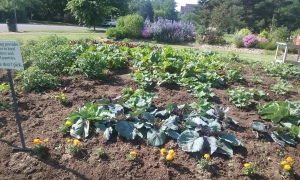 Harvard Gulch Park vegetable garden