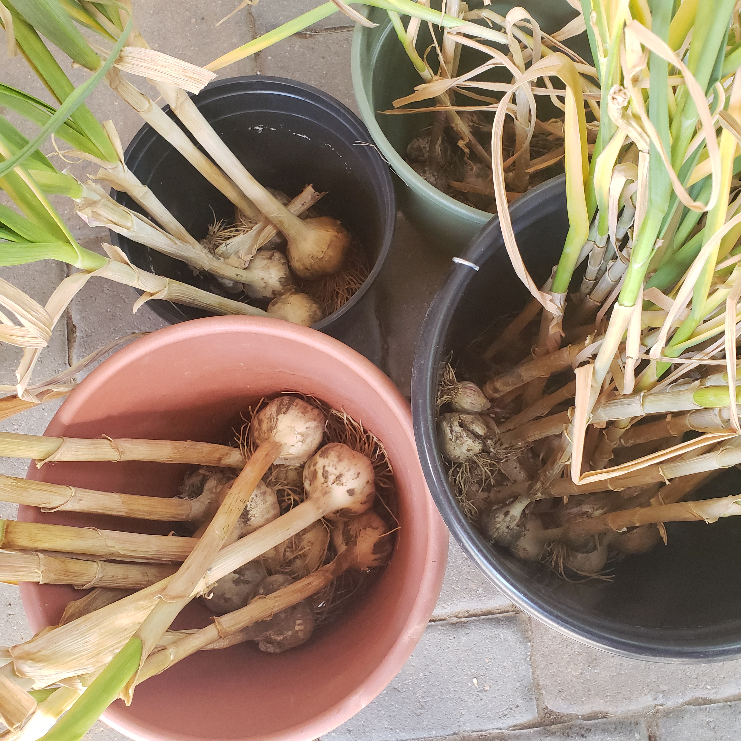 Blundering Gardener: Garlic farm experience shows contrast between